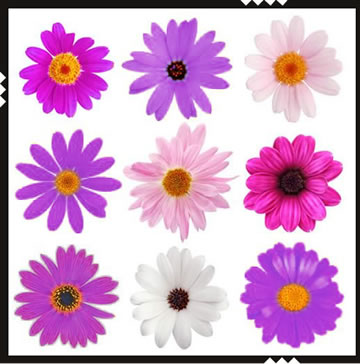 blüten